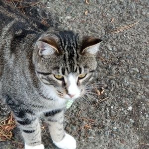 Meet your Posher, Thomas